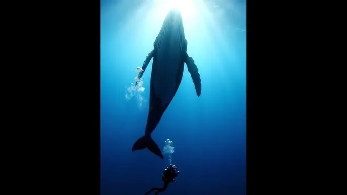 后妈的春天免费观看 - 深蓝星球：探索海洋深处的未知世界